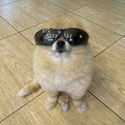 Kori The Pom