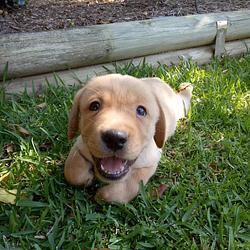 Jake