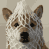 wrapped dog Logo