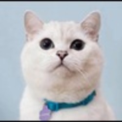 White Coffee Cat Logo