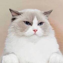 No1 tiktok cat Logo