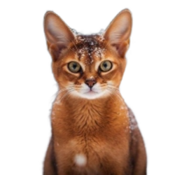 GINGER Logo