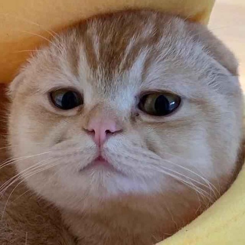 TAO Cat Price Prediction
