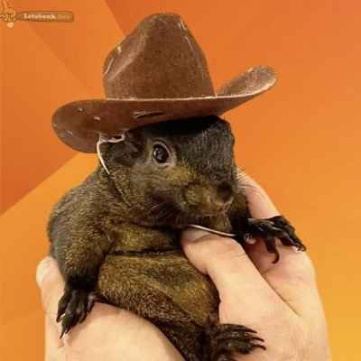 PNUTBONK/USDT