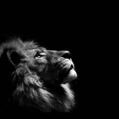 LION/USDT